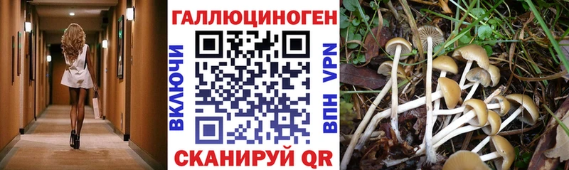 Псилоцибиновые грибы Psilocybine cubensis  omg ссылка  Сольцы 
